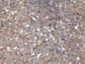 Exposed Aggregate